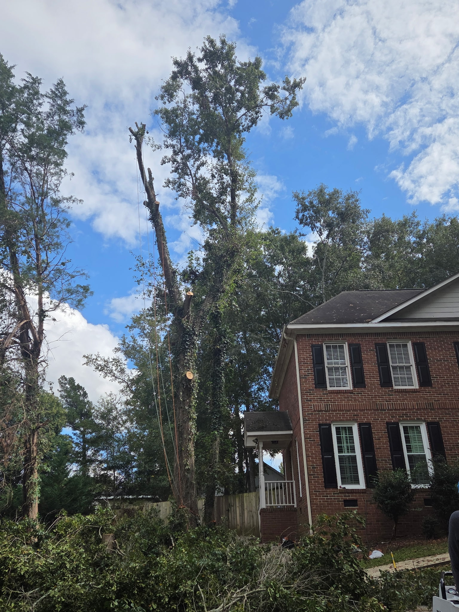 Professional tree removal with rigging equipment near a residential home