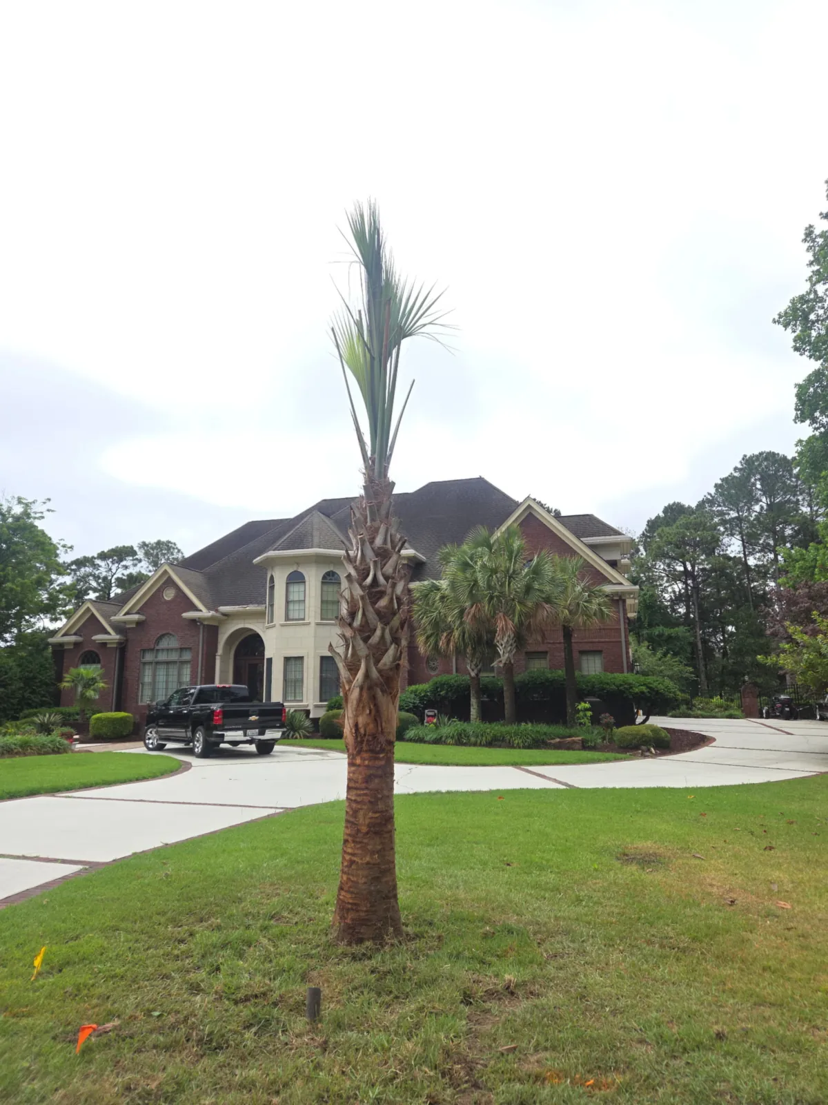 Newly planted palm tree in a front lawn