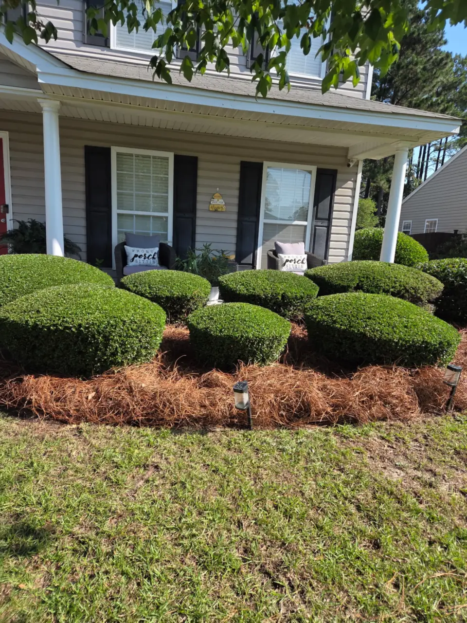 Rounded shrubs and fresh pine straw in a front foundation bed